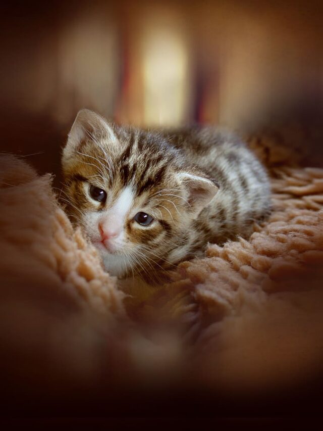 8 Best Small-Sized Cat Breeds You'll Fall In Love With