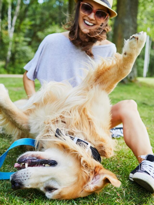 Why Do Dogs Love Belly Rubs So Much?