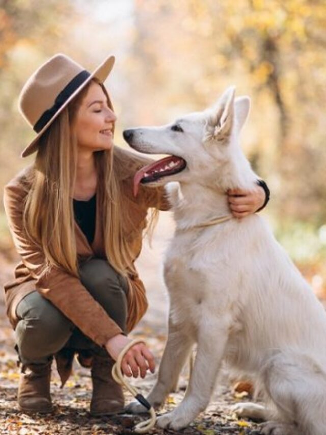 9 Essential Dog Safety Tips To Protect Your Canine Companion