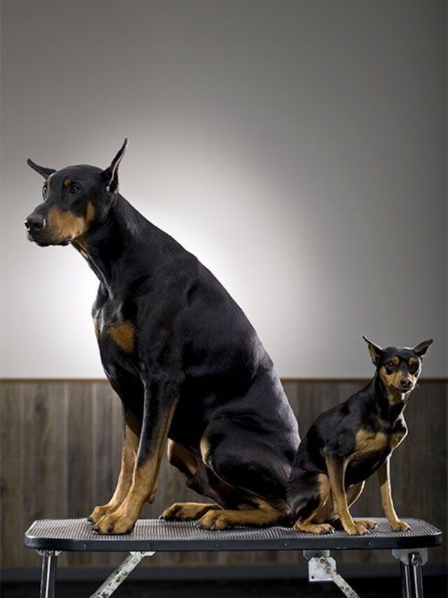 8 Reason Why Miniature Pinschers Are Better Than Doberman Pinschers