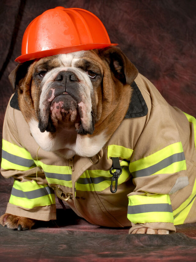 Top 10 Pet Fire Safety Tips For Every Pet Lovers