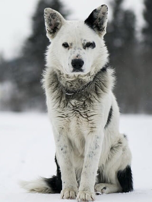 10 Fascinating Facts About Karelian Bear Dogs