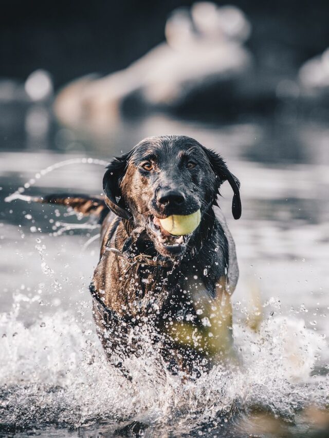 Top 9 Dog Breeds for Water Activities