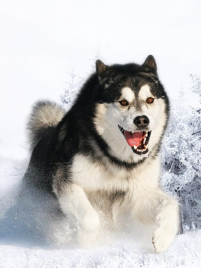 9 Alaskan Malamute Features You Must Be Aware Of