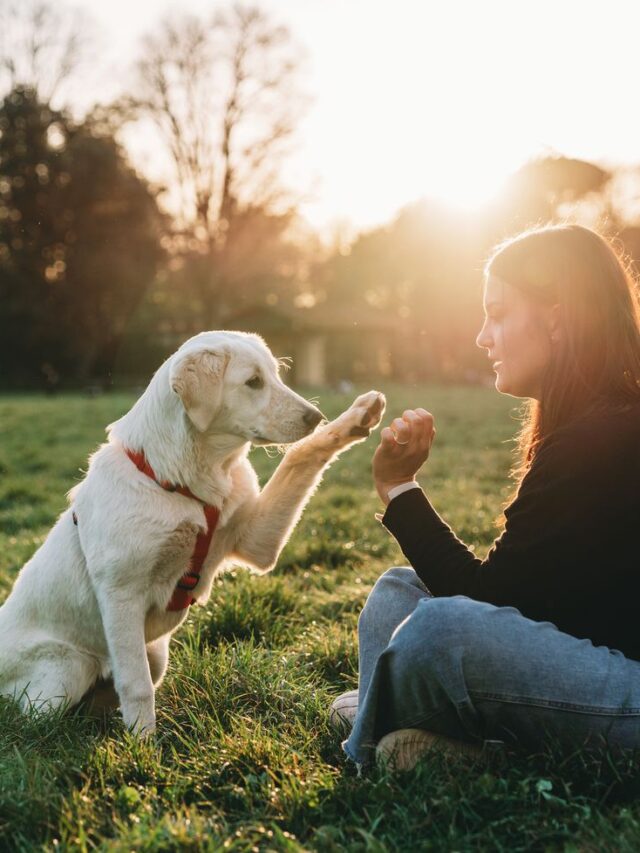 Top 8 Easily Trained Dog Breeds