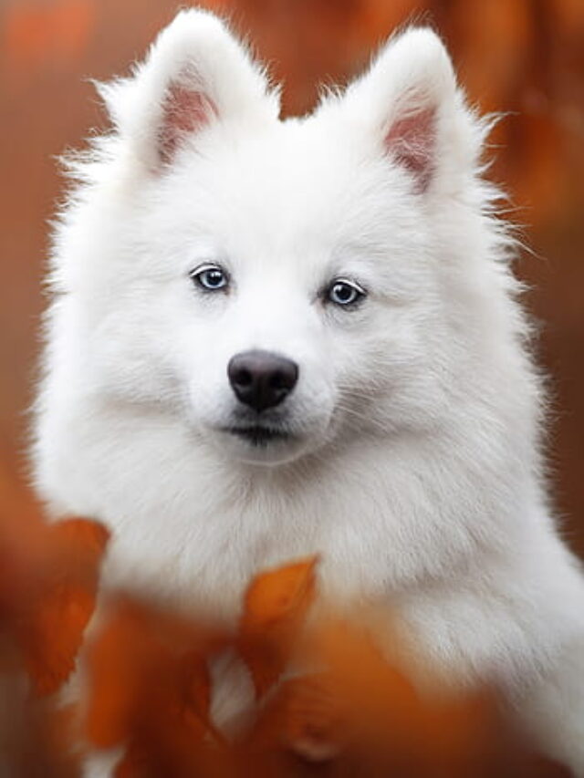 10 Facts You Didn't Know About the American Eskimo Dog