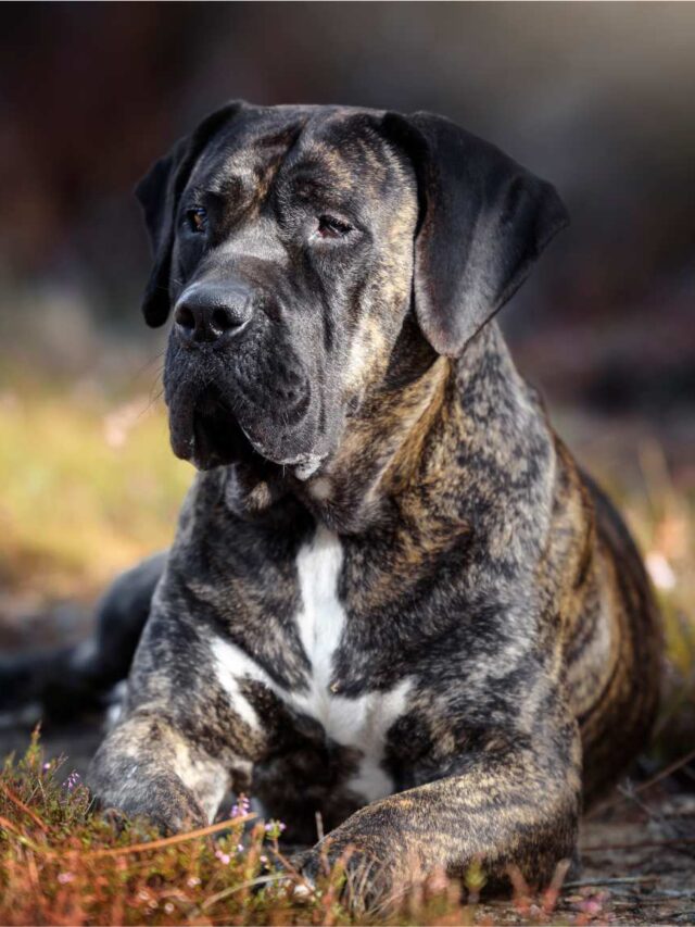 Perro de Presa Canario: 10 Special Facts