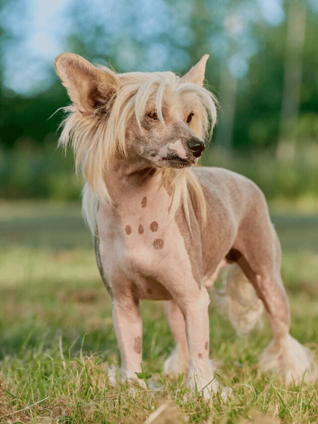 10 Fascinating Chinese Crested Dog Facts