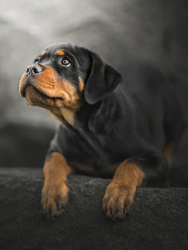 Top 10 Black-and-Tan Dog Breeds