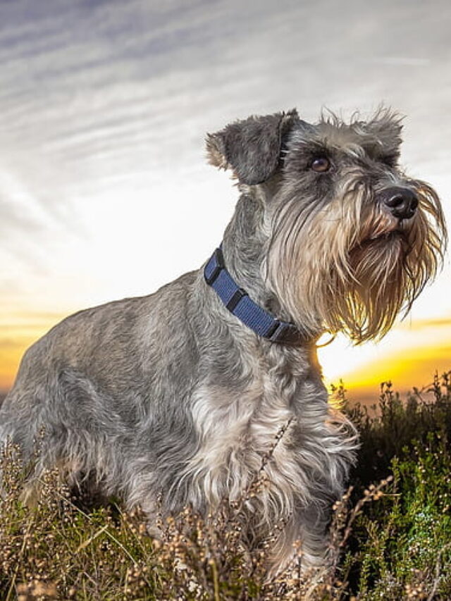 10 Fascinating Facts about Standard Schnauzer Dogs