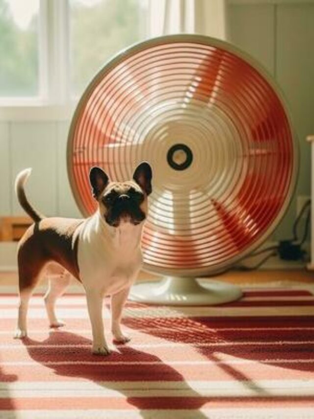 9 Easy Steps To Keep Your Dog Cool This Summer