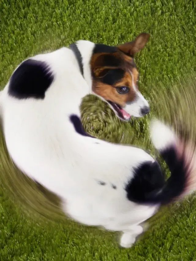 8 Reasons Why Dogs Chase Their Tail?