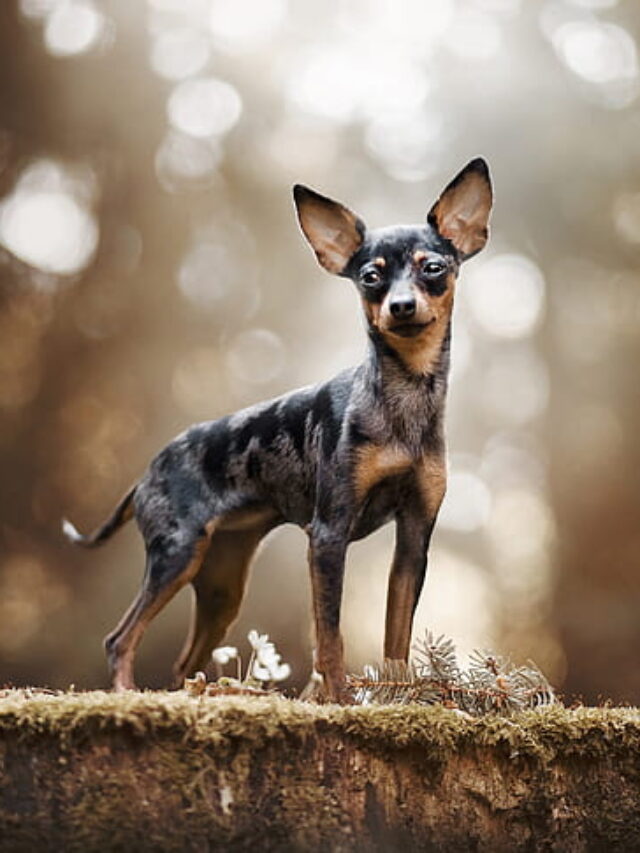 10 Intriguing Facts About Adorable Russian Toy