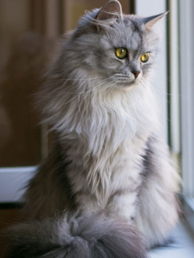 Top 10 Cat Breeds for Apartments