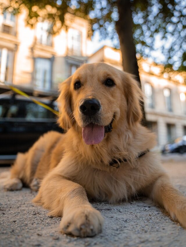 Top 10 Dog Breeds Most Loved By Celebrities