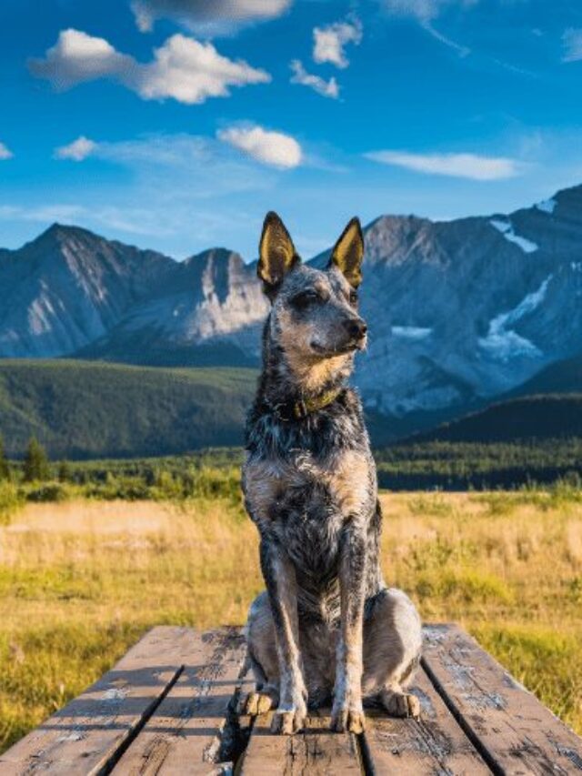 Fascinating Texas Heeler Dog Facts