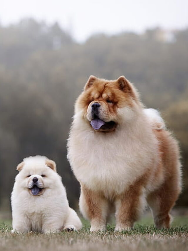 10 Things You Didn't Know About Chow Chow Dogs