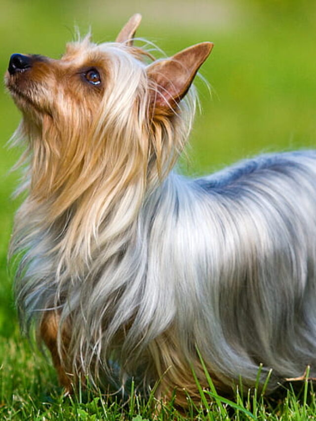 10 Fascinating Silky Terrier Facts You Must Be Aware Of