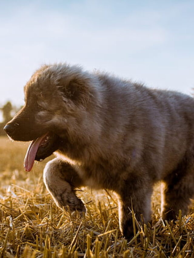 10 Reasons Why Caucasian Shepherd Dog Is Special?
