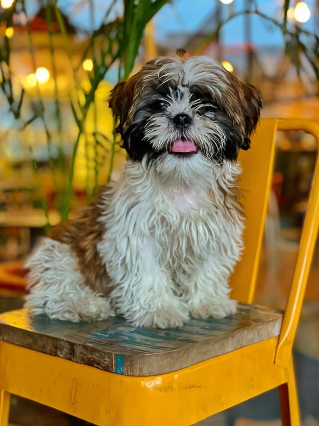 Shih Tzu Facts: Surprising Insights