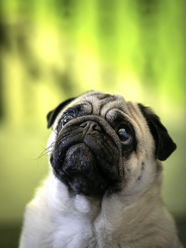 10 Fascinating Pug Facts