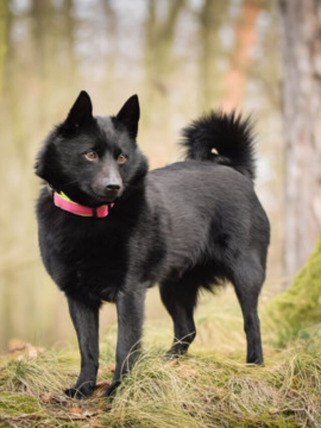 Schipperke Dog Facts: Unveiling 10 Surprises