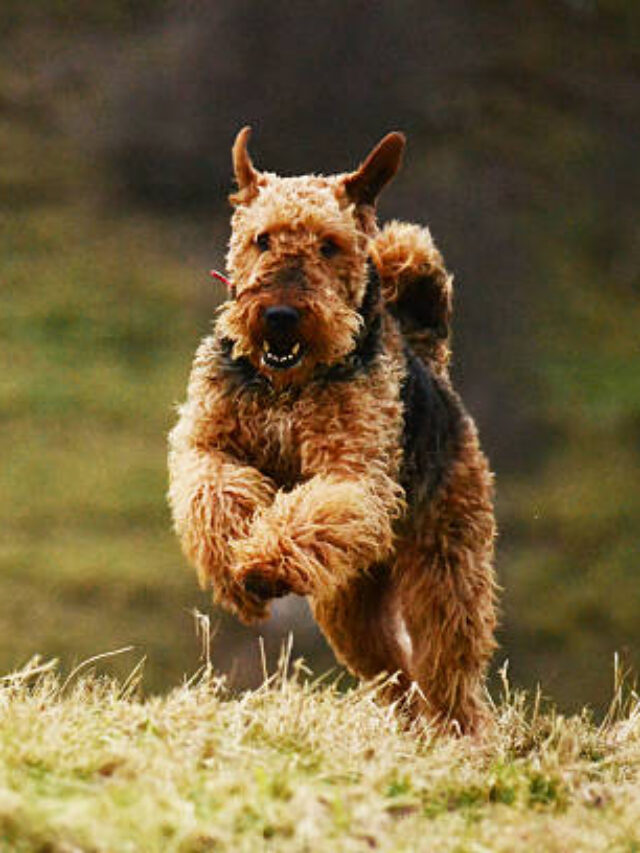10 Reasons Why Airedale Terriers Are Unique Among Terriers?