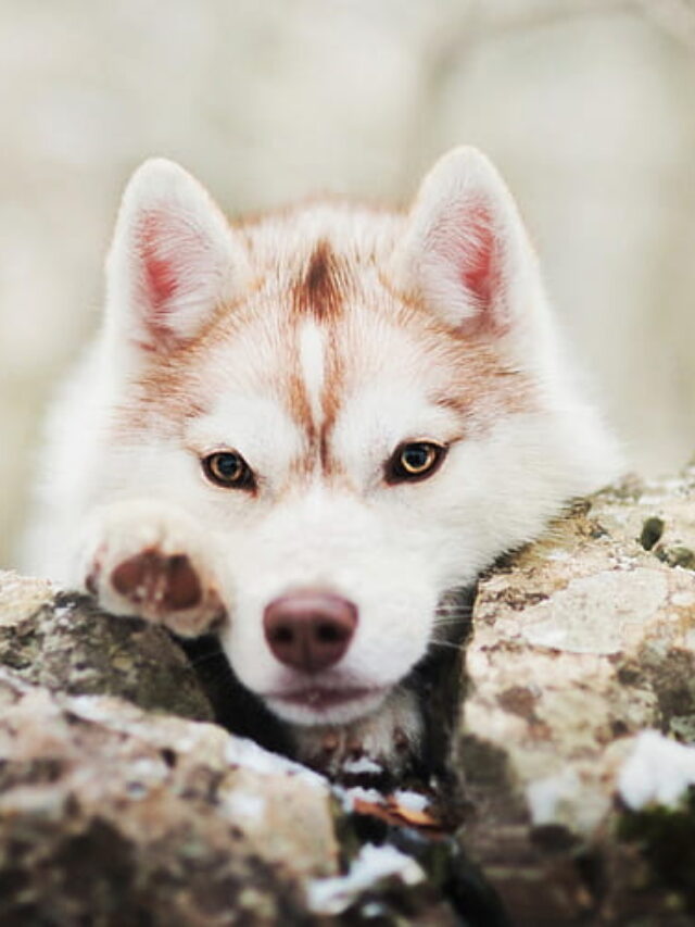 Siberian Husky Facts: Unveiling Wonders