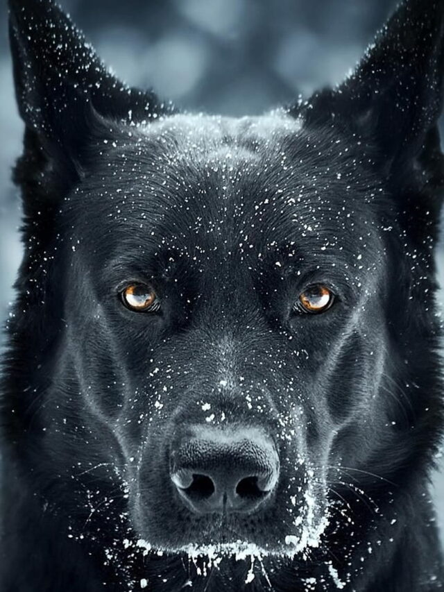 10 Myths About Black Dogs