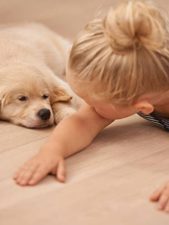 Teach Your Dog 10 Fun Tricks