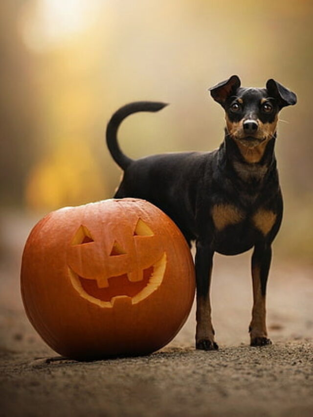 10 Fascinating Miniature Pinscher Facts