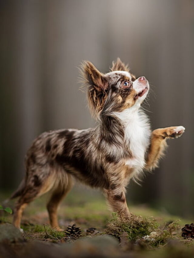 9 Essential Chihuahua Facts You Must Know