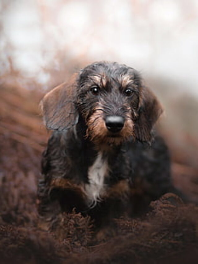 10 Dog Breeds That Are Wirehaired