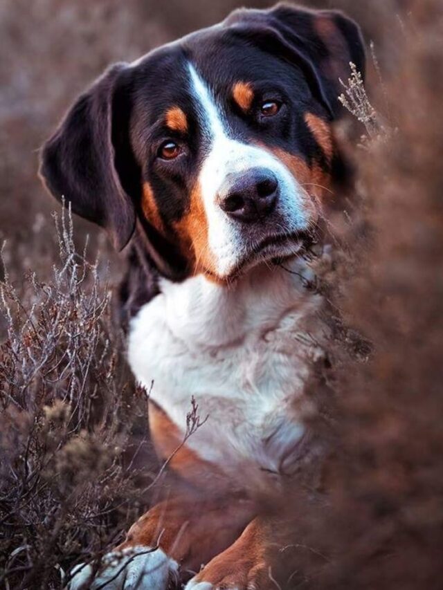 Fascinating Facts about Greater Swiss Mountain Dog