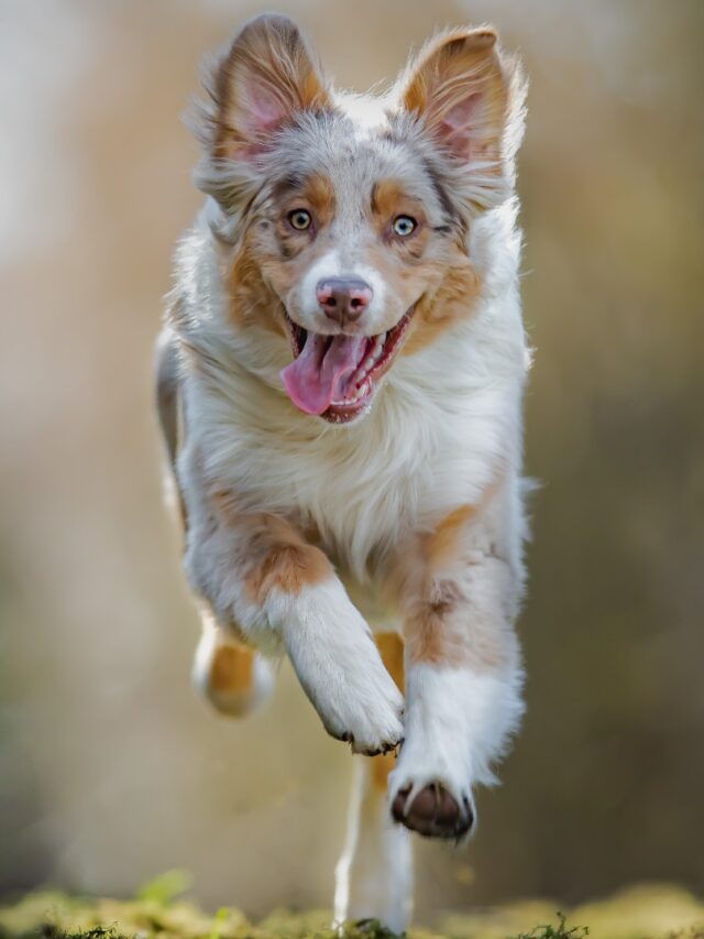 Top 10 Farm-Friendly Dog Breeds