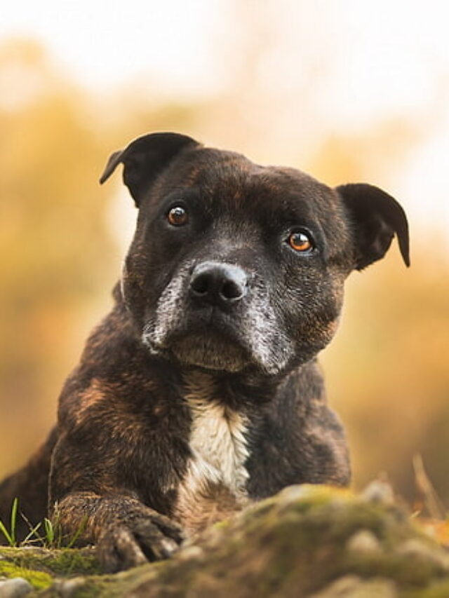 10 Popular US Dog Breeds