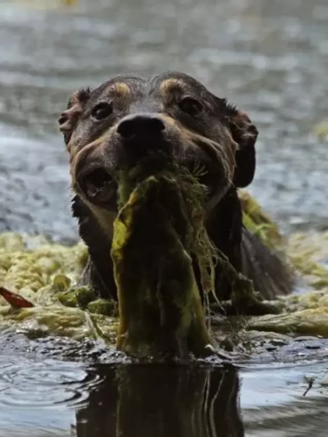 10 Steps To Protect Your Dog from Blue-Green Algae