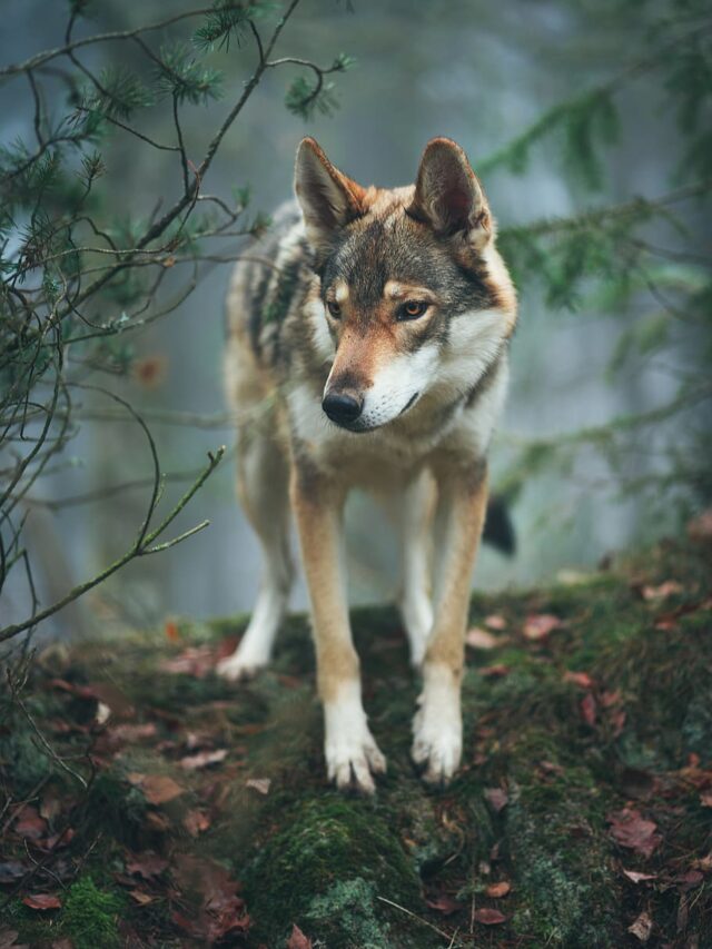 8 Key Facts about Tamaskan Dogs