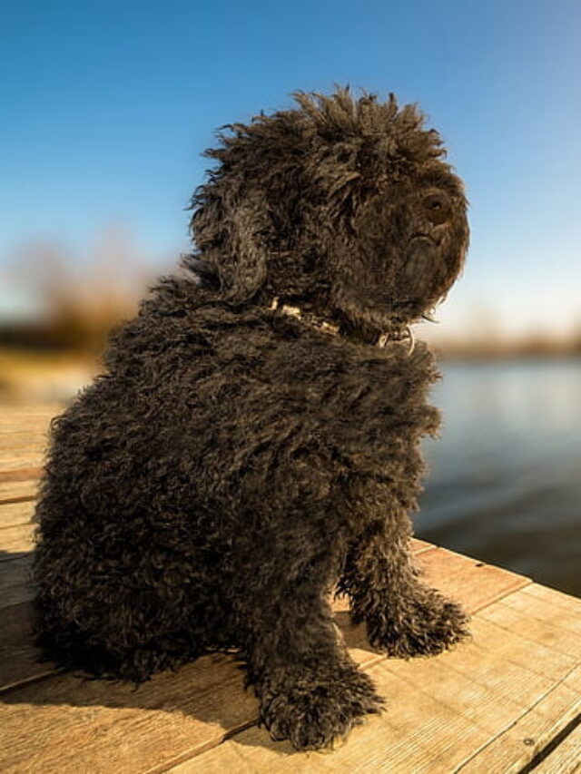 Affenpinscher Facts: Unveiling 10 Surprising Truths