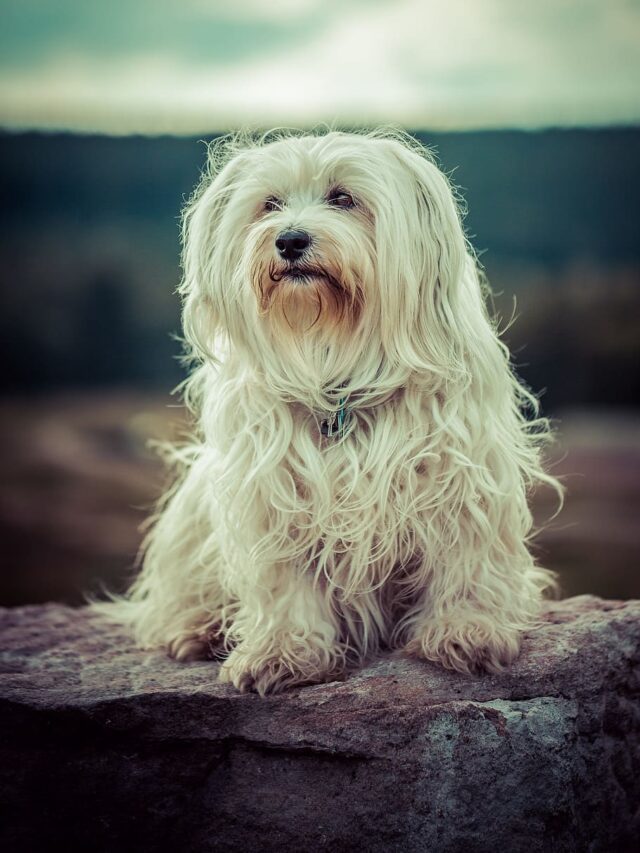 10 Fascinating Facts About Lhasa Apso