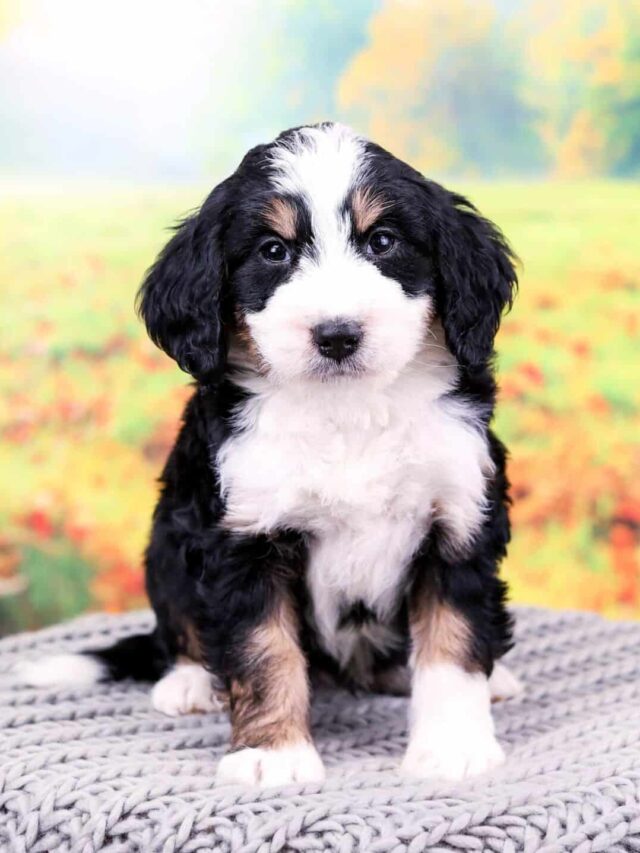 10 Facts Only Bernedoodle People Understand