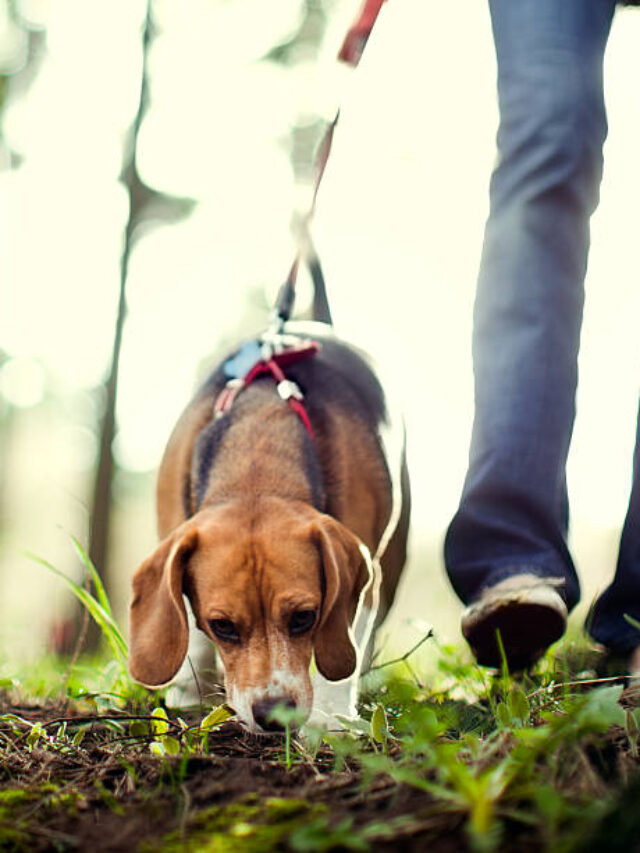 Dog's Sense of Smell: 8 Fascinating Facts