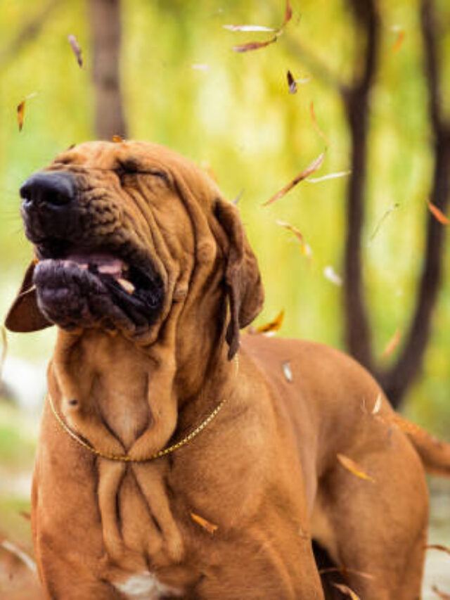 8 Reasons Why Dogs Sneeze Continuously?