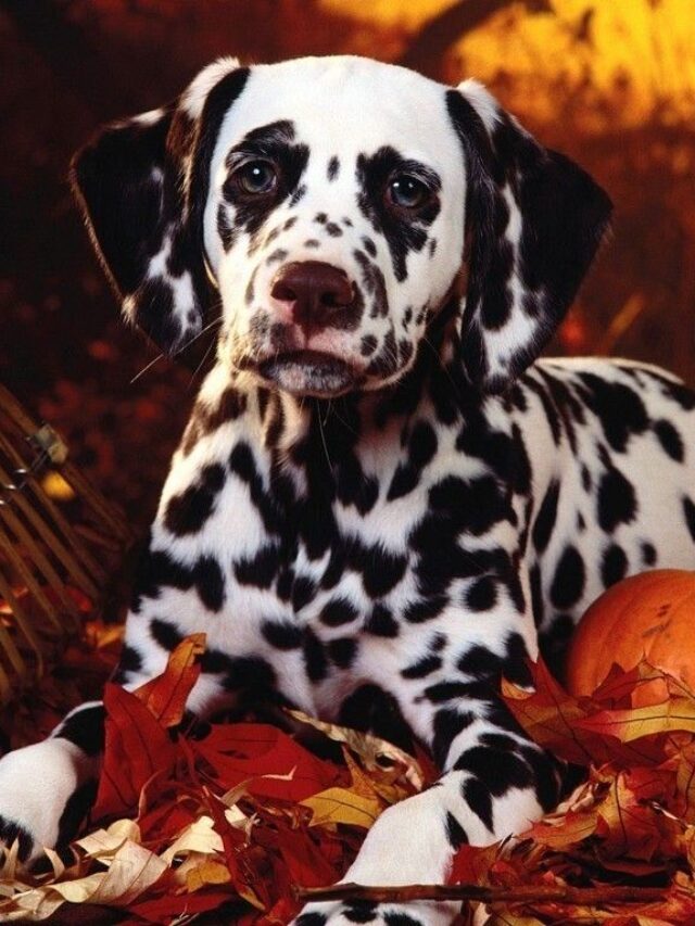 9 Amazing Facts About Dalmatian Dog Breeds