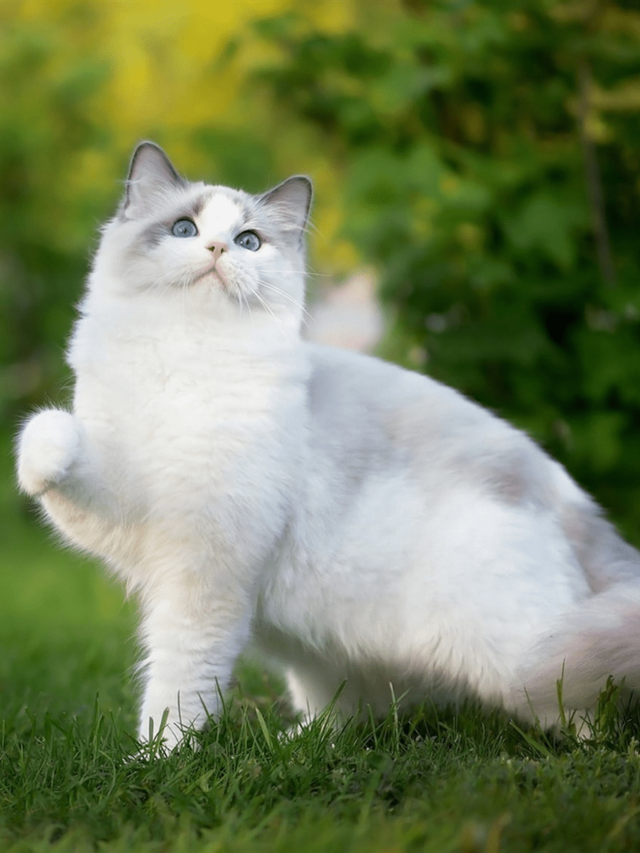 Top 8 Longest-Lived Cat Breeds